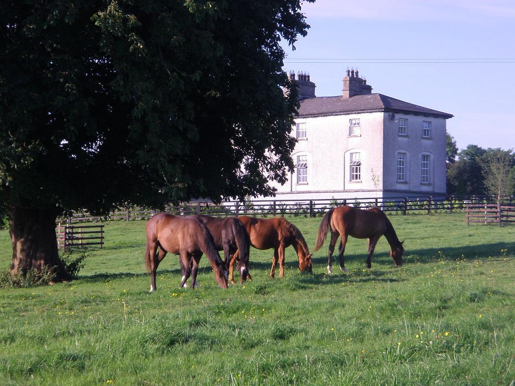 Glebe House Pension Taghshinny Buitenkant foto