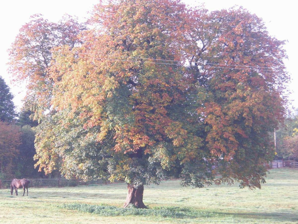 Glebe House Pension Taghshinny Buitenkant foto